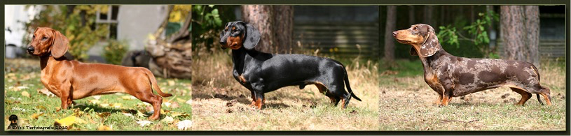 Zucht, Dackel, Teckel, vom Rehsprung, vom Hasenklee - Der Teckel